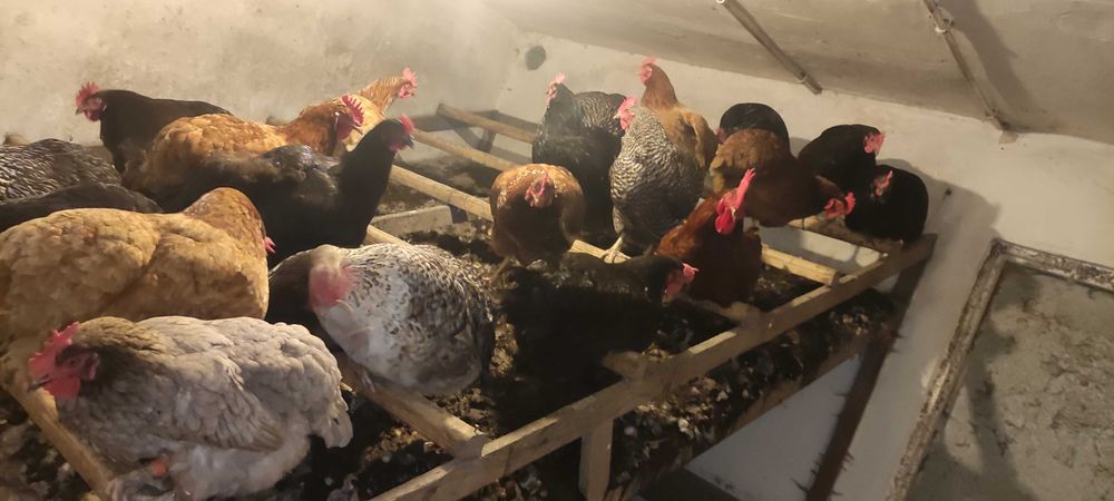 Jajka wiejskie prosto z kurnika