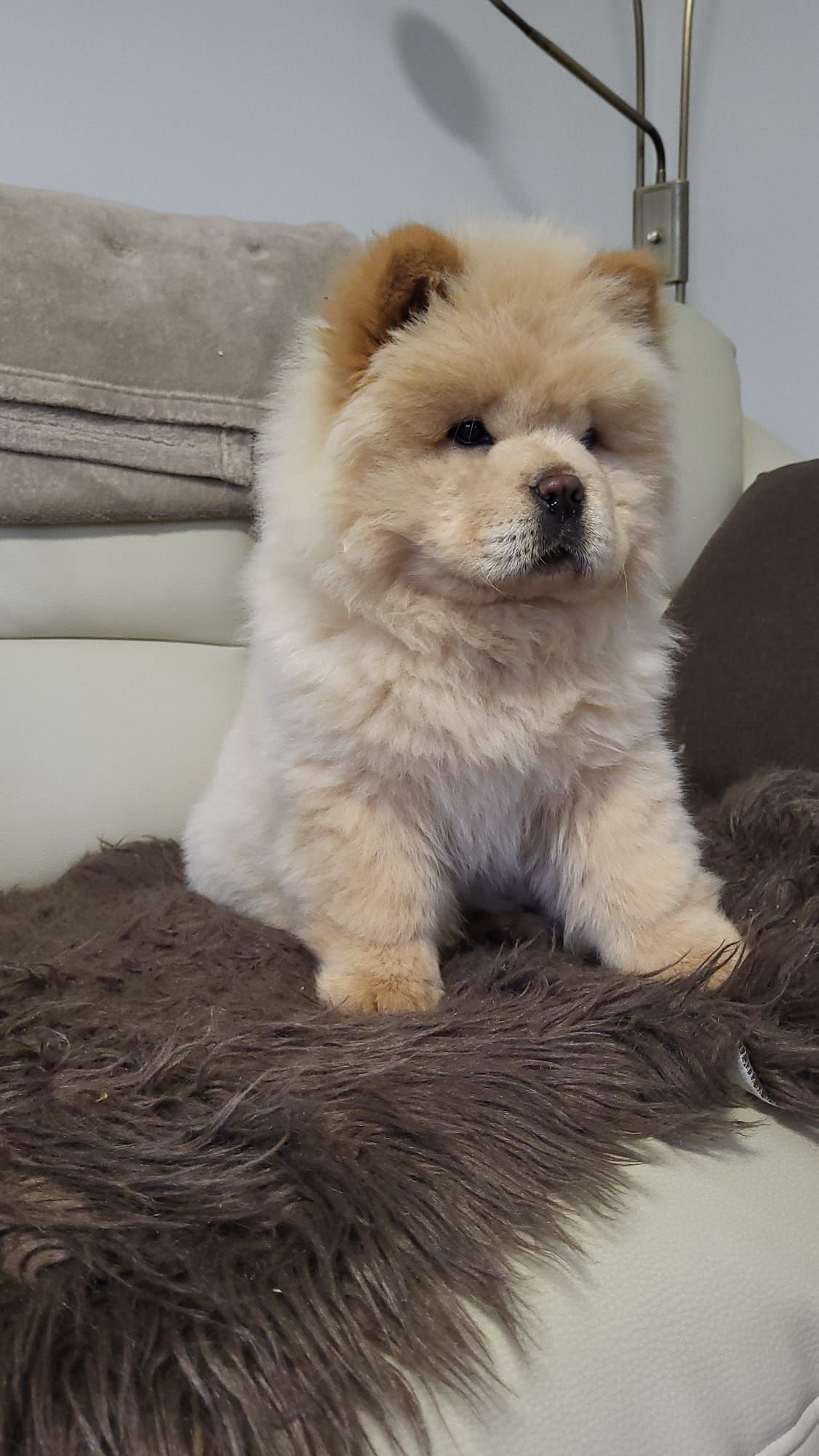 Chow chow piesek,