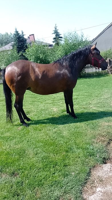 Klacz 3 letnia źrebna