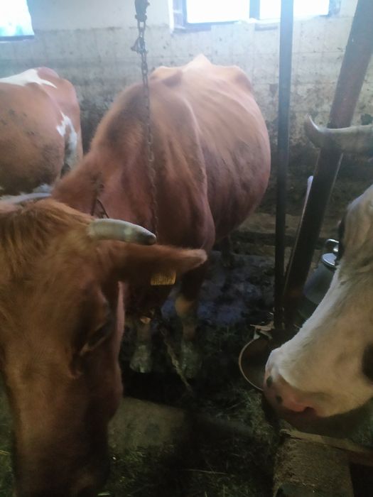 Krowa czerwona z własnego gospodarstwa