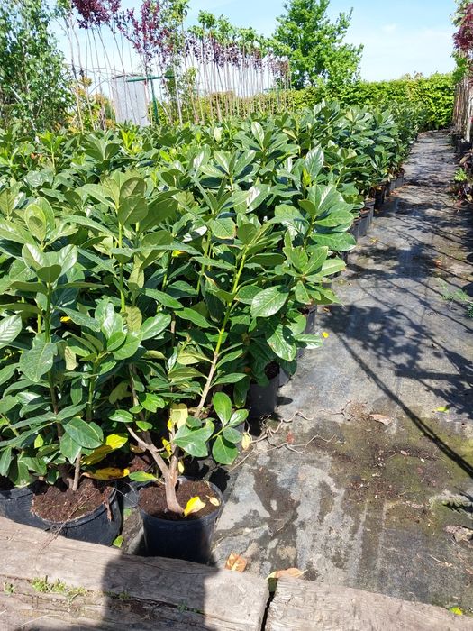 Laurowisnia nowita 60- 120cm hurt/detal