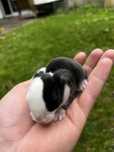 Coelhos MINI LOP bebés