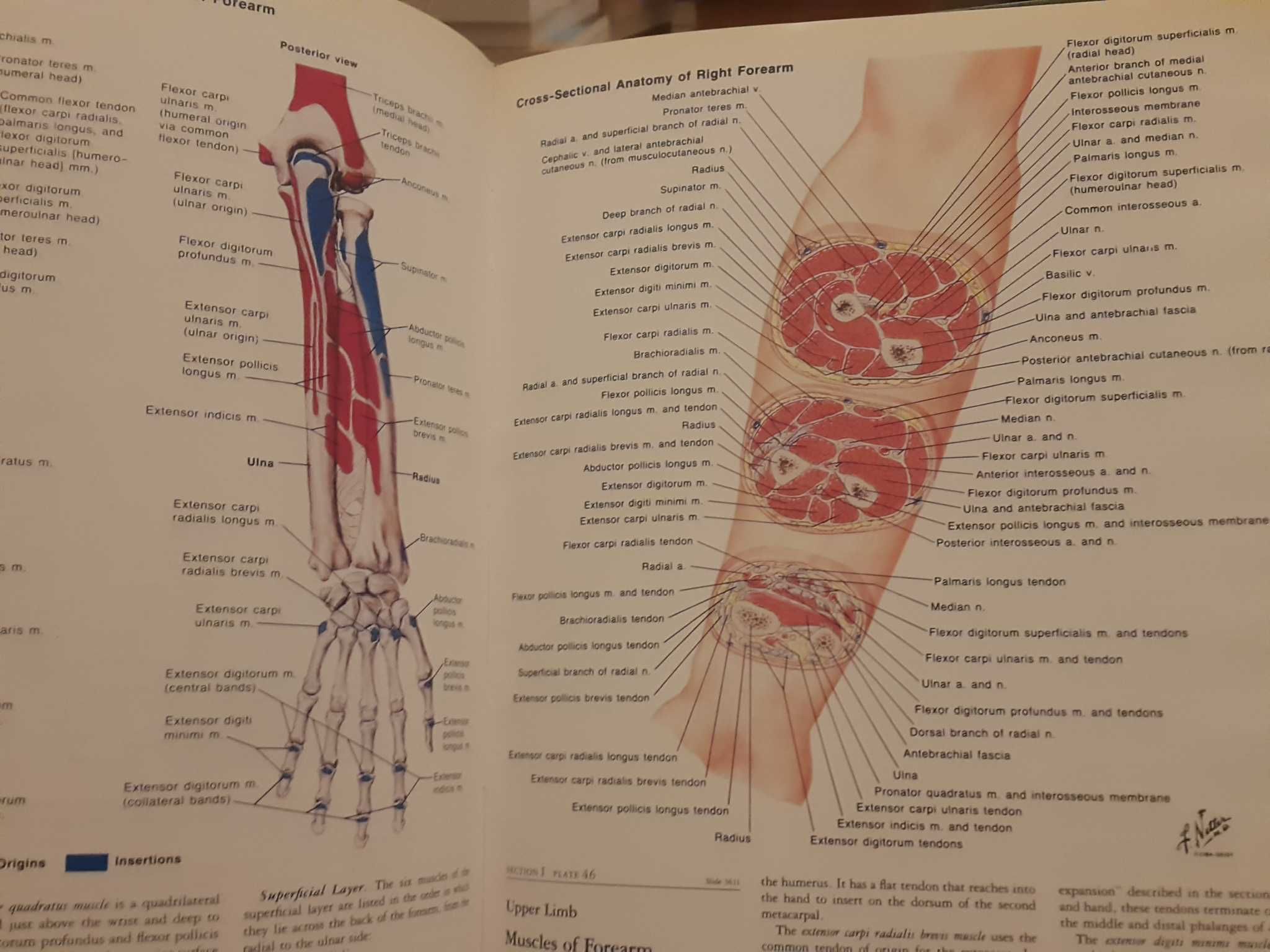 Ciba Collection of Medical Illustration - 8. Musculoskeletal System