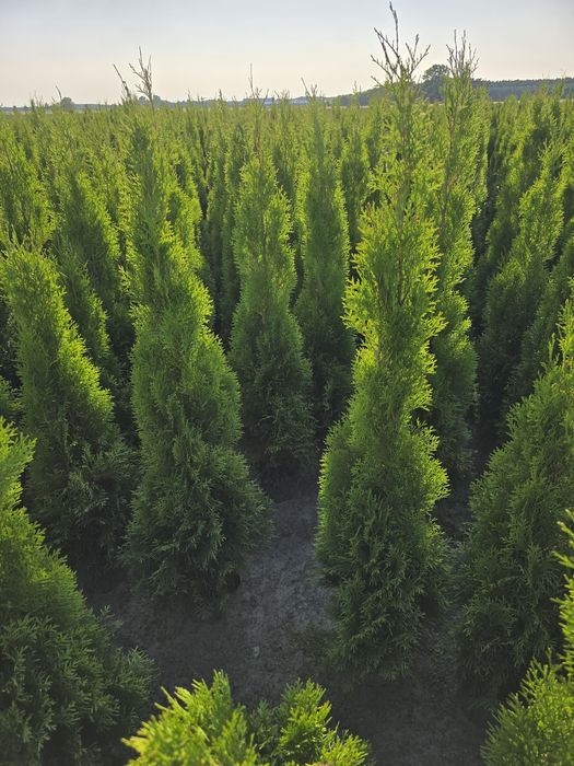 Tuja Smaragd 180 cm Dostawa gratis tuje 120 szmaragd brabant Kielce