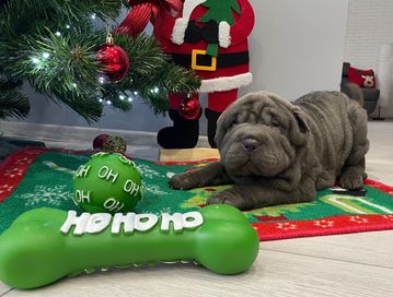 Shar pei liliowy