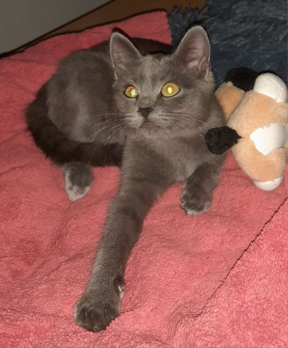 Кошечка ищет любящую семью.