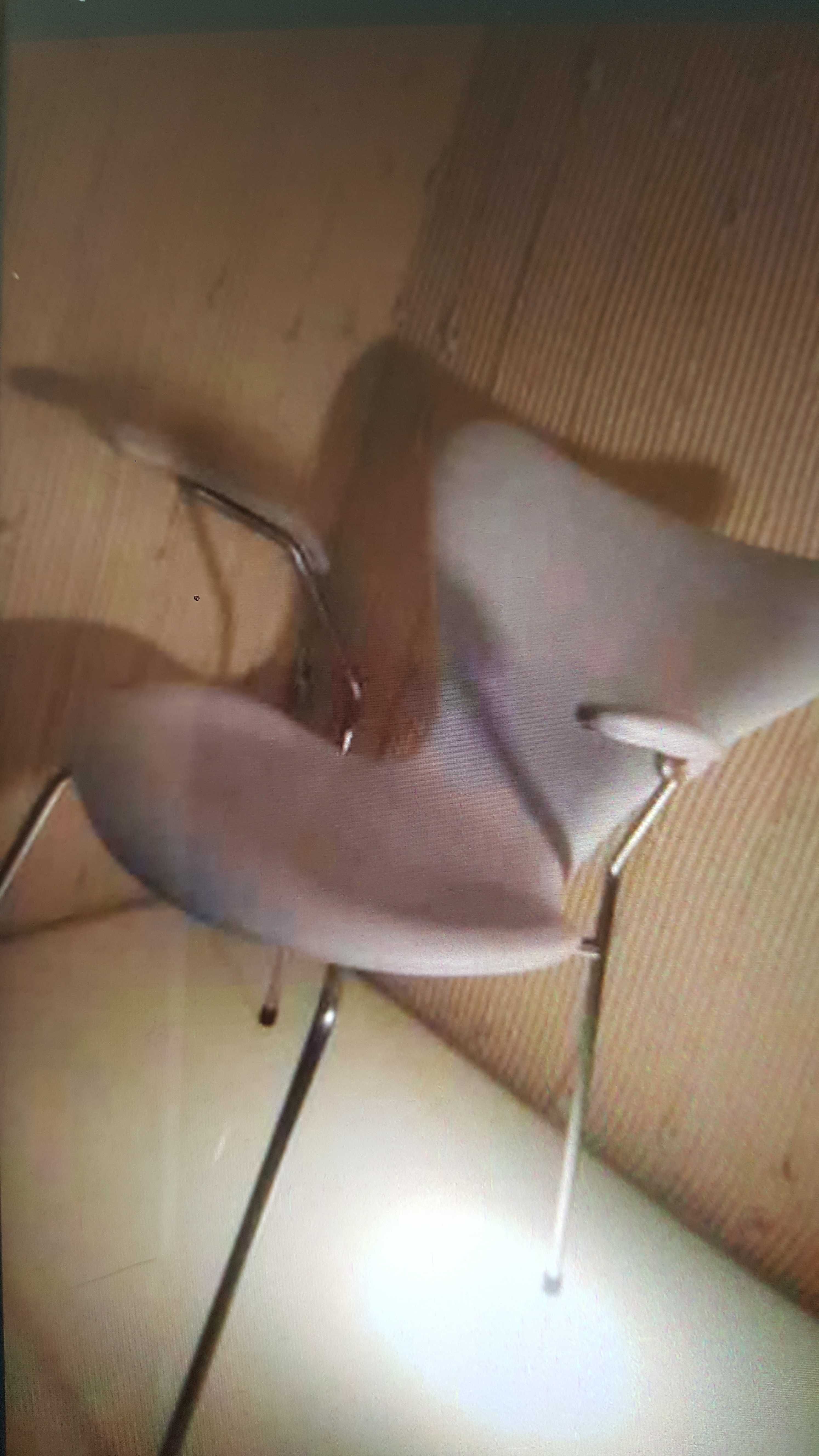 Krzesło projektu Arne Jacobsen serii 7 dla marki Fritz Hansen.