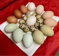 Jajka wiejskie kolorowe