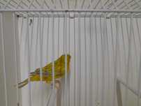 Canarios topazio amarelo e portadores