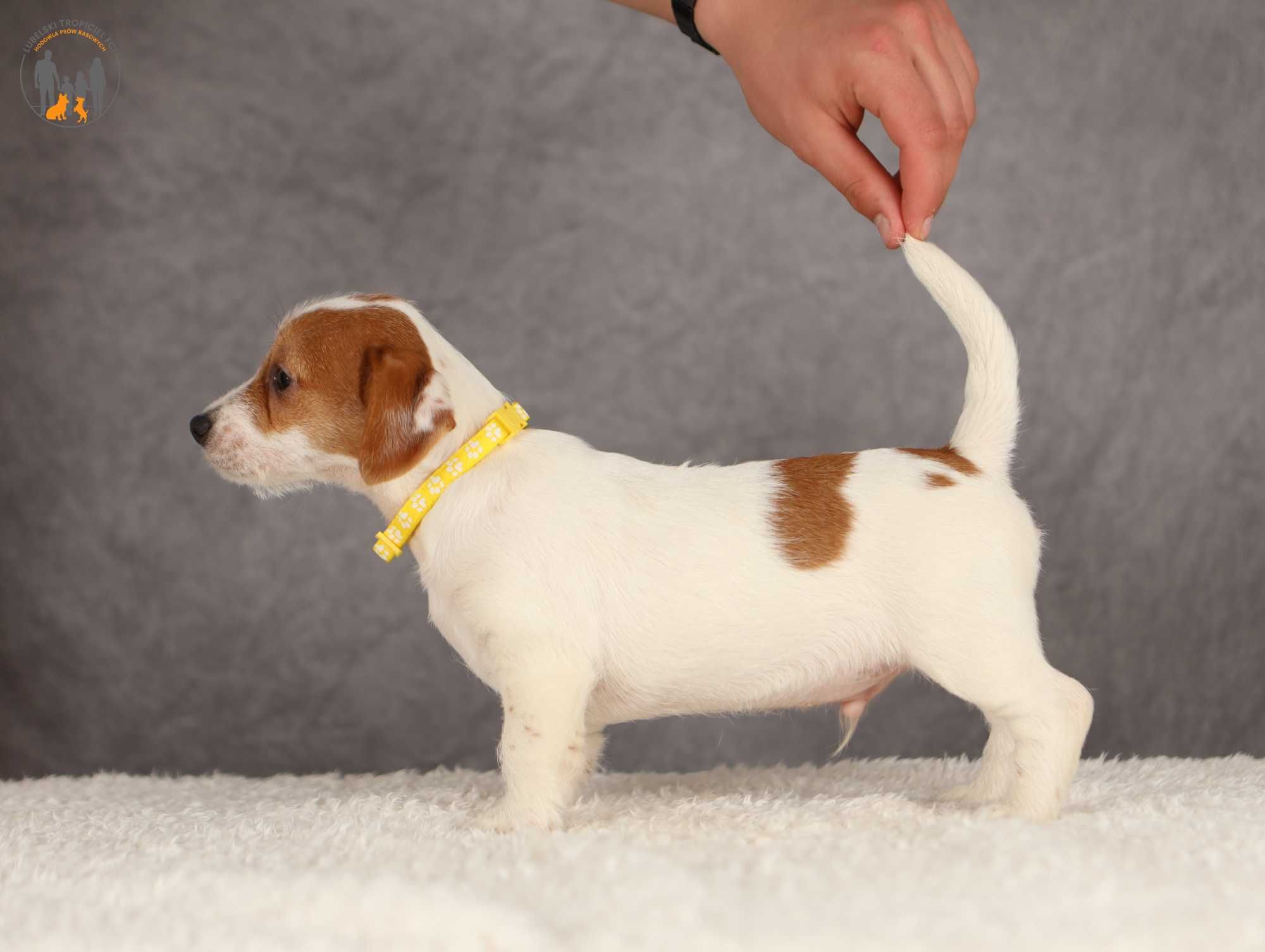 Jack Russell Terrier ZKwP FCI piesek