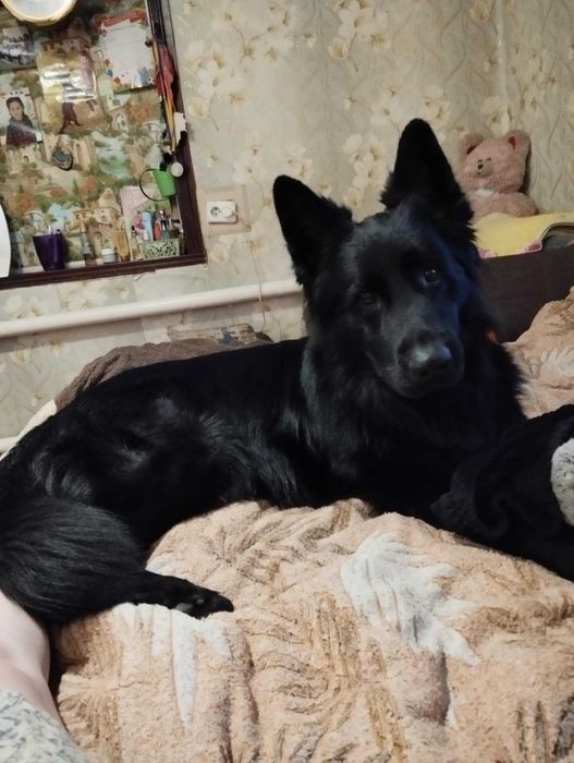 В'язка, гарний хлопчик шукає дівчинку