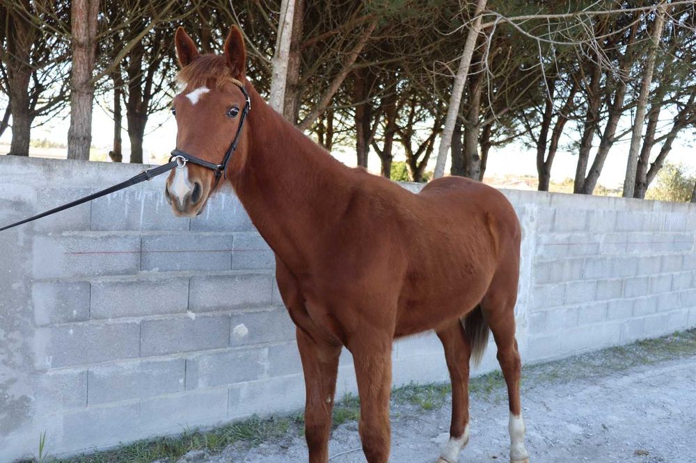 Poldro zangersheide 1 ano