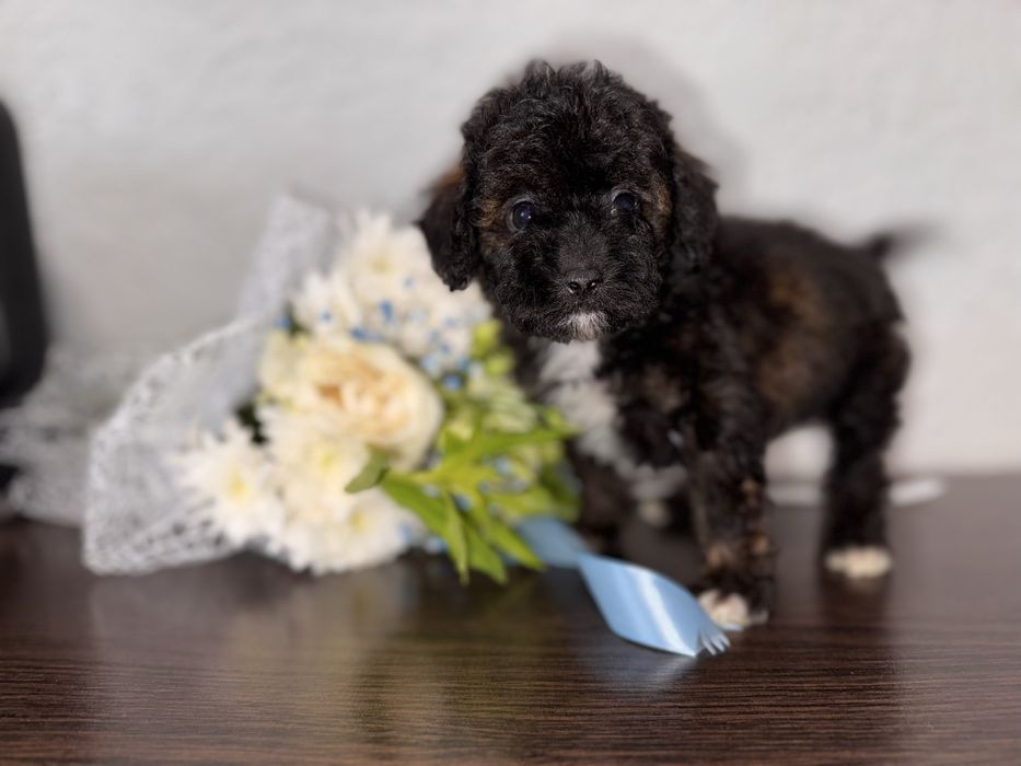 Дуже гарний та розумний пудельок