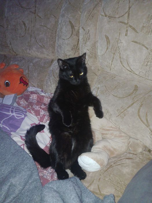 Зникла кішка ! Дніпро , орієнтовно 2 тополь