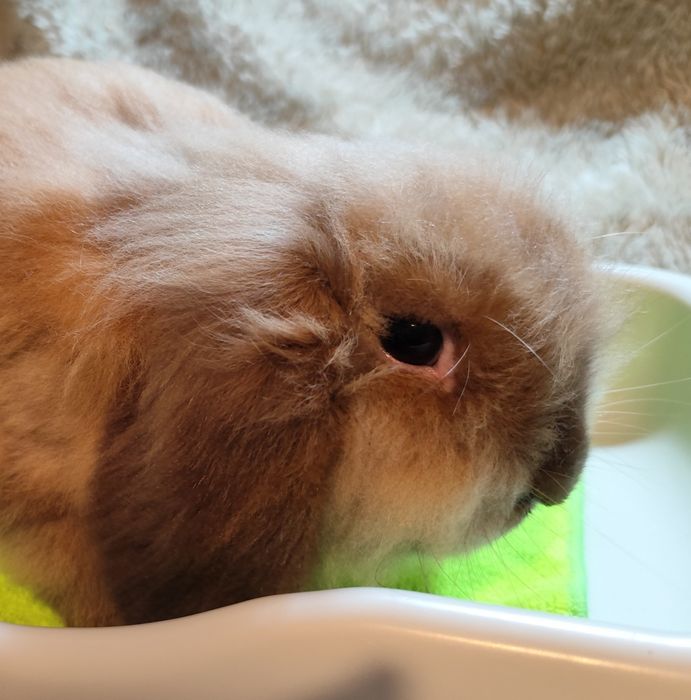 Coelho anão que parece um peluche!