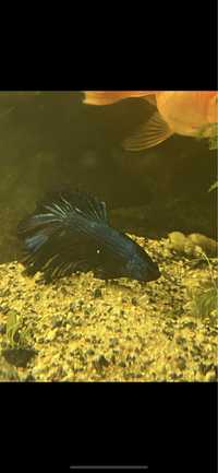Bojownik rybka akwariowa