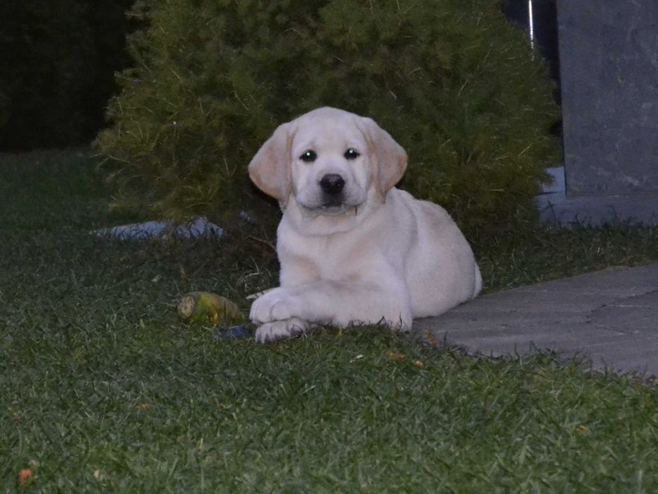 Лабрадор ретривер.Цуценята