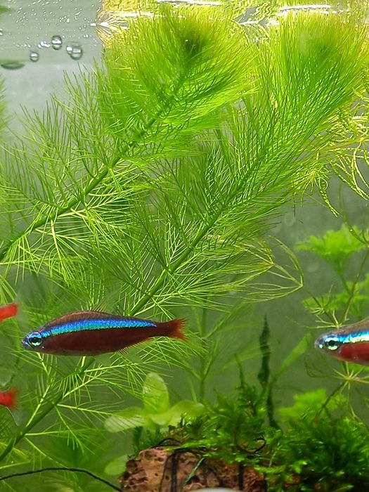 Перистолистник, апоногетон, хеміантус, мох полум'я, яванський папороть