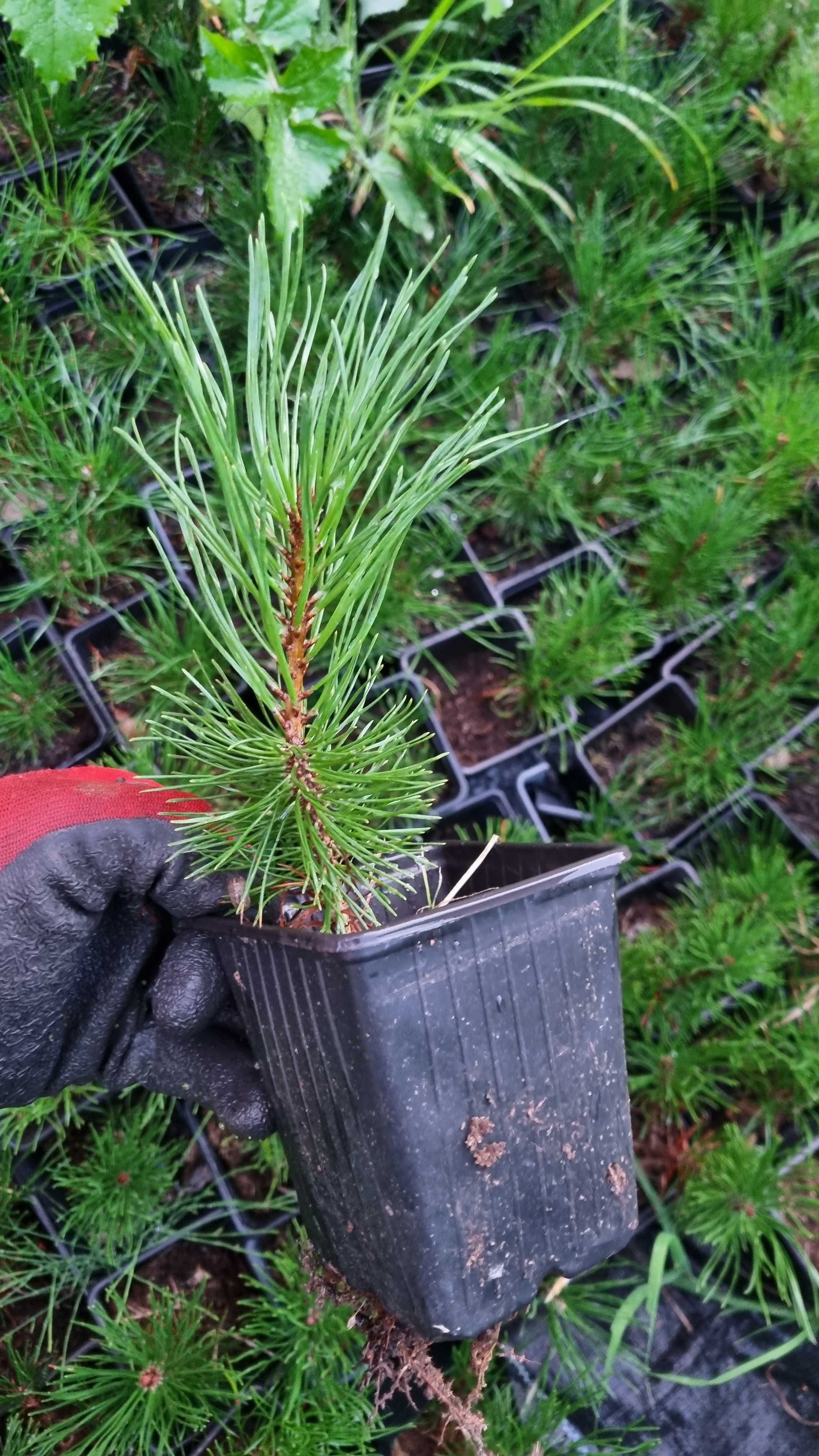 kosodrzewina pinus  pumilio