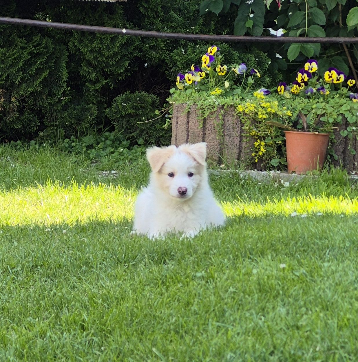 Border collie piesek ee red Tobi gotowy do odbioru