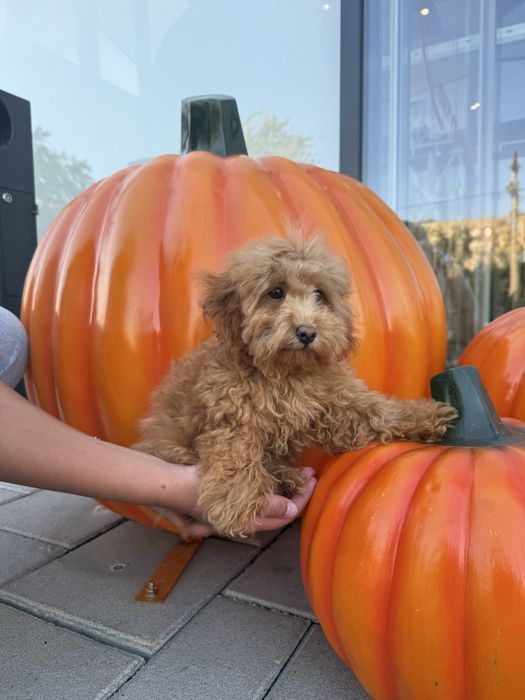 Мальтіпу F1/F2 — мікро, міні та стандарт