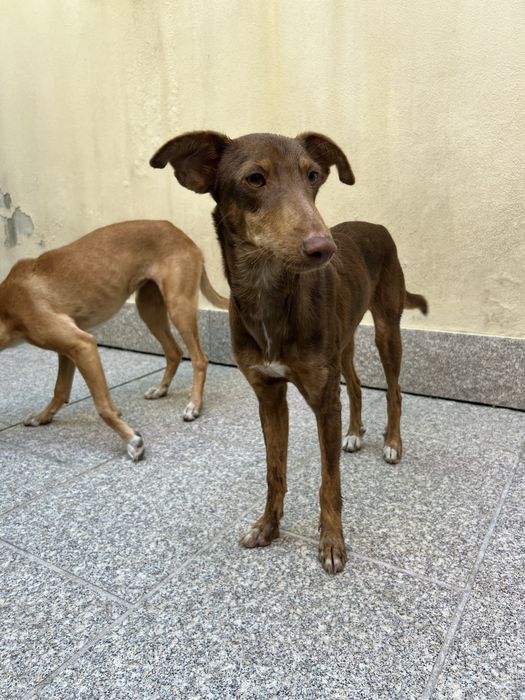 TERRA - cachorra para adoção responsavel
