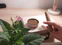 Pack de 1000 sementes de tabaco Virginia