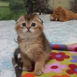 Шотландские котята золотая шиншилла..Скоттиш фолд