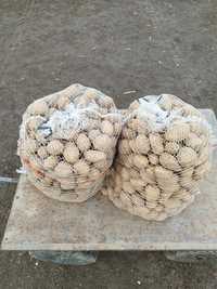 Ziemniaki wielkości sadzeniaka catania i noya