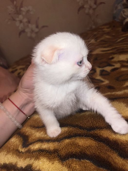 Отдам котят, только в хорошие ручки, харков, безплатно