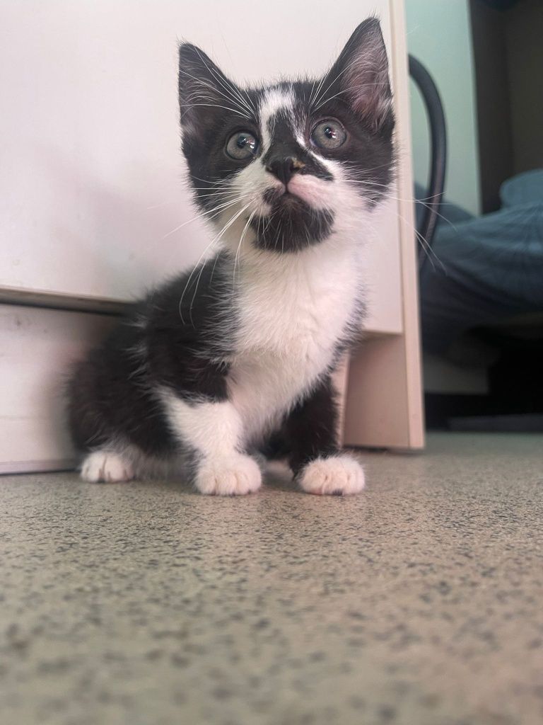 Natan I Syfon polecają się do adopcji!