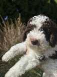 Suczka Lagotto Romagnolo ZKwP/FCI