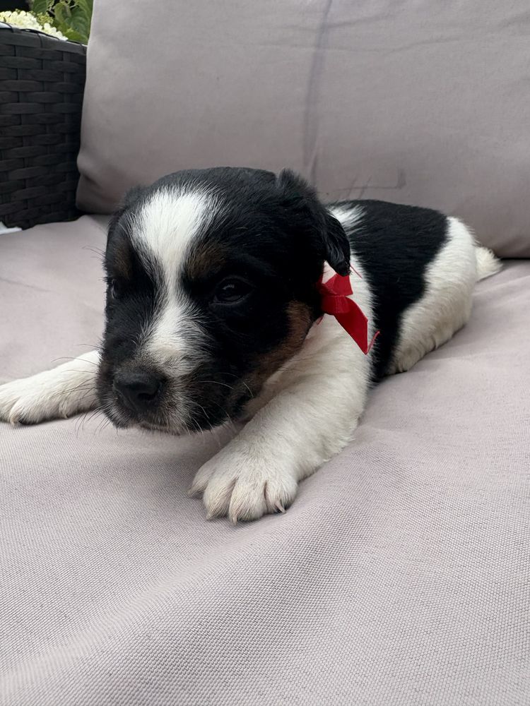 Jack Rusell Terrier szczeniaczek piesek.
