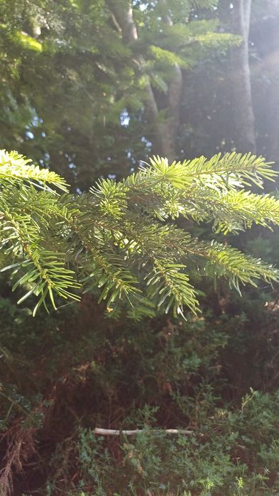 Gałązki drzew iglastych-stroisze