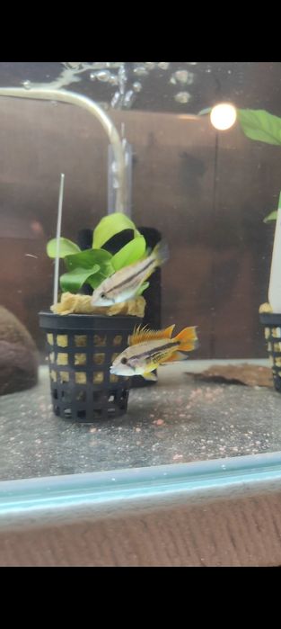 Casal Apistogramma Cacatuoides Orange