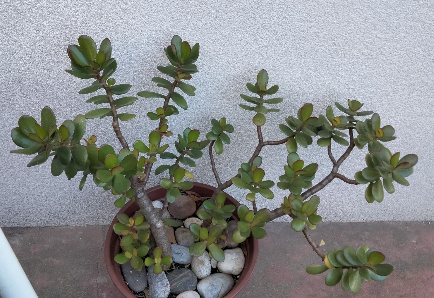 Planta Natural Jade, atrai a Sorte e Dinheiro