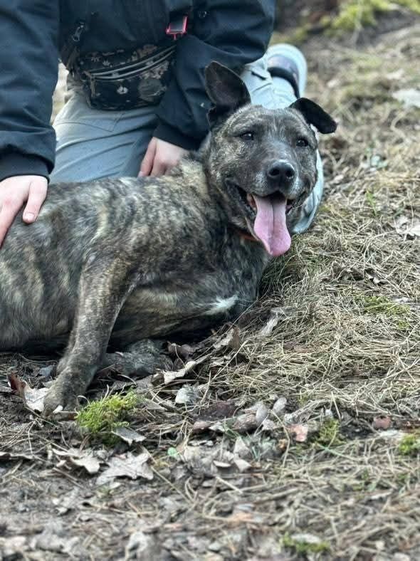 Kochana Kawa w typie TTB szuka domu!