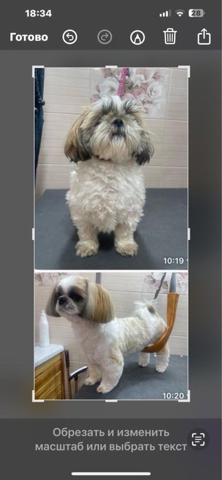 Грумінг стрижка собак та котів