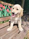 Golden retriever pies