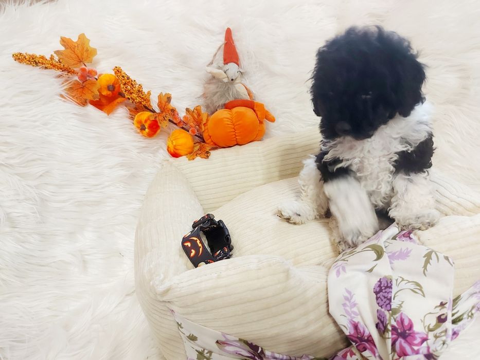 Pudel miniaturowy czarno biały z badaniami genetycznymi