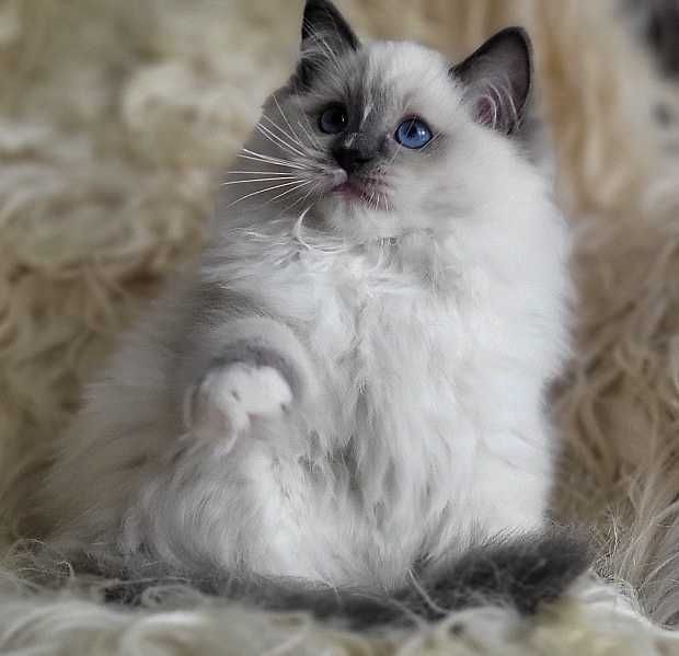 Kocurek ragdoll z rodowodem, już do odbioru:)