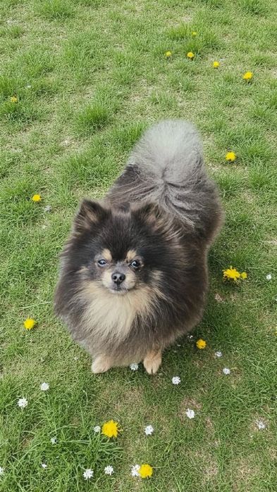 Szpic miniaturowy, pomeranian piesek blue&tan