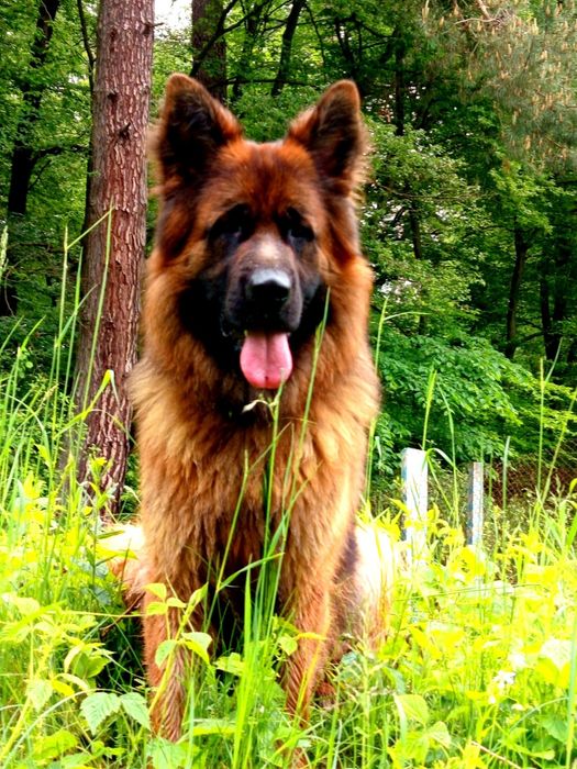 Цуценя німецької вівчарки