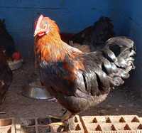 Galo "Maran x Cochin Bantam" de 4 meses