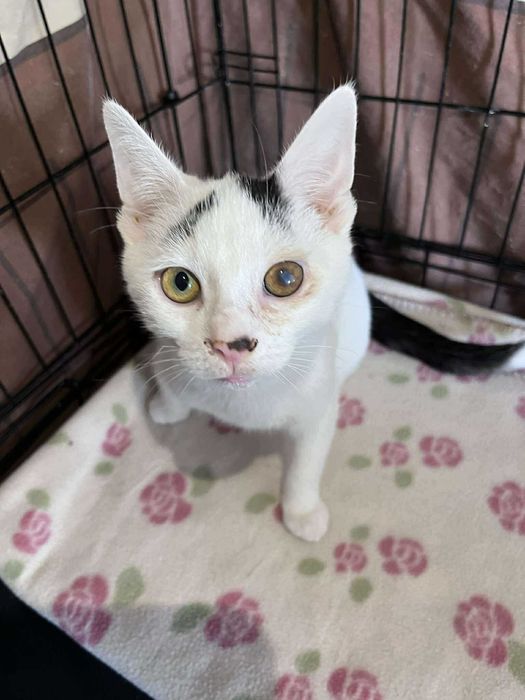 Nie mają szans na adopcję bo są brzydkie? :(