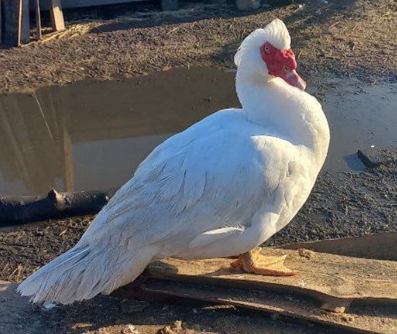 Мускусні індокачури та індокачечки німецької лінії