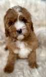 Cavapoo F1 chłopak
