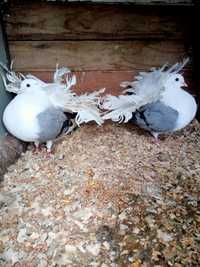 Павичі сизобокі голуби