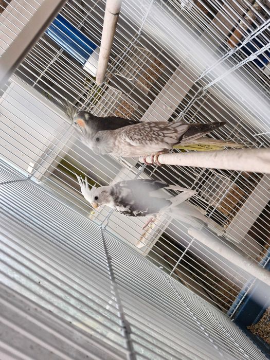 Caturras lindíssimas