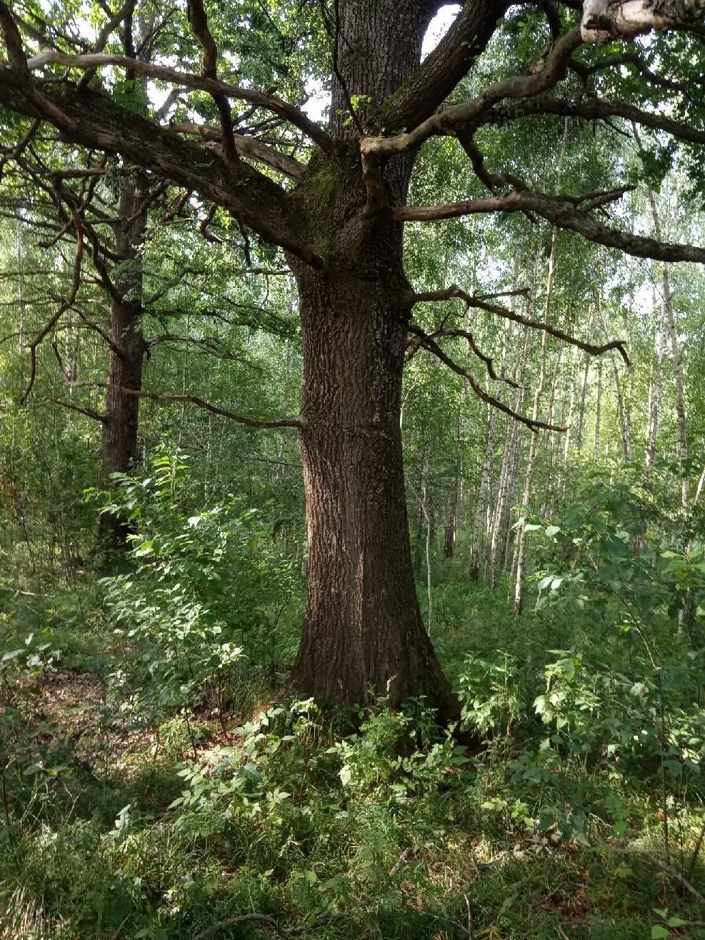 Dęby na pniu , drzewo Dąb kilka sztuk Wilanowo gmina Mielnik